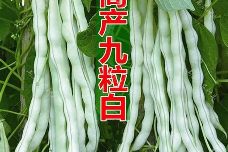 什么是硬脂酸？其酸性如何？可否提供一些关于它的资料？