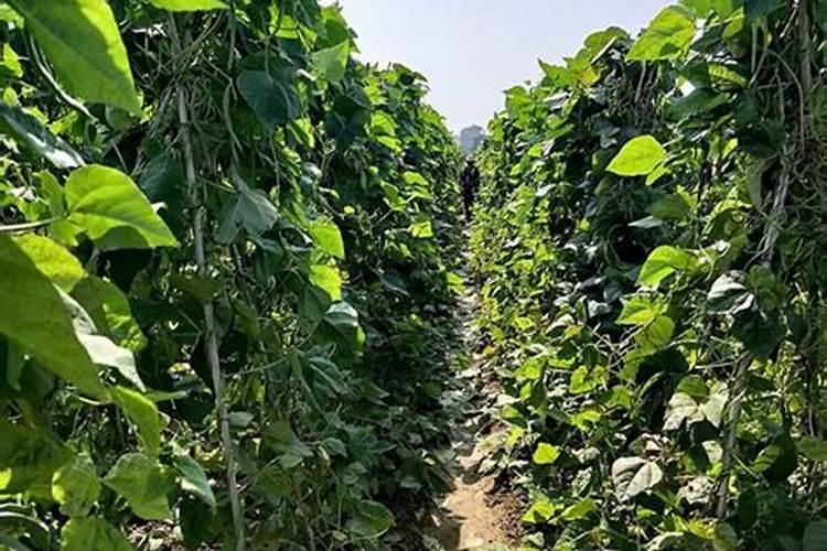 芸豆怎么施肥,芸豆施肥注意事项