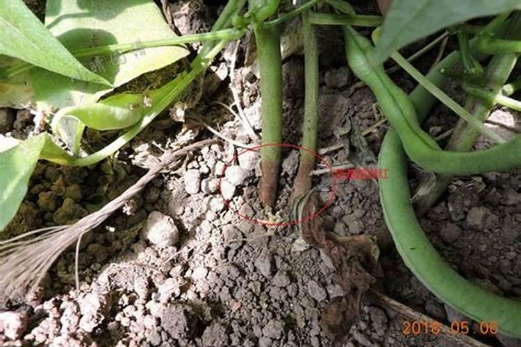 芸豆什么时候施肥