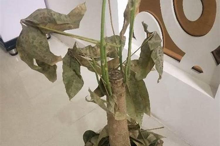 发财树怎么养护用什么肥生根 发财树如何养护用什么肥生根