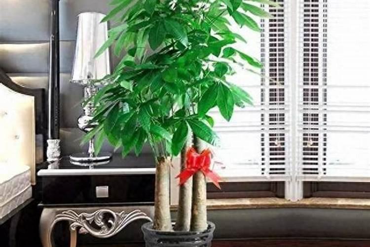 发财树枯萎了怎么救活