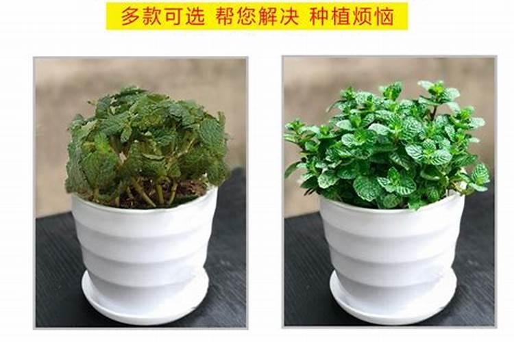 种玉米能用硝酸磷吗