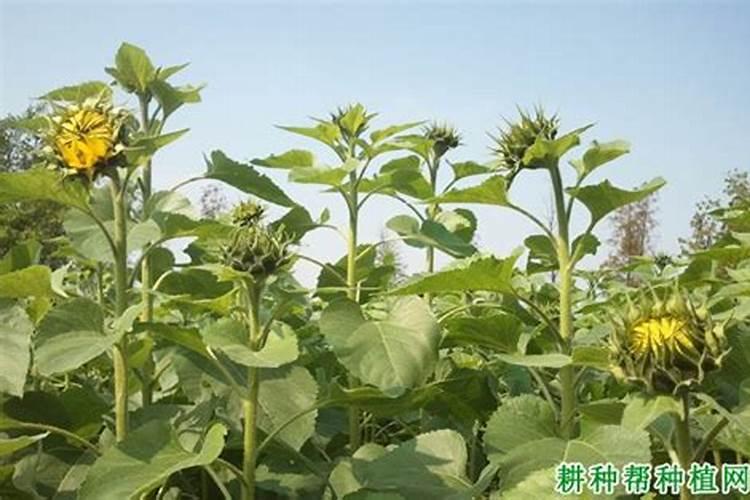 河北有什么好玩的地方,河北一日游哪里好玩,河北有