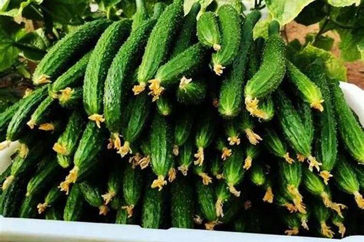 黄瓜用什么肥料产量高