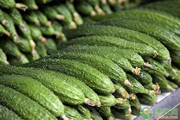 黄瓜追肥用什么肥料好