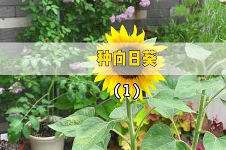 向日葵施什么肥最好