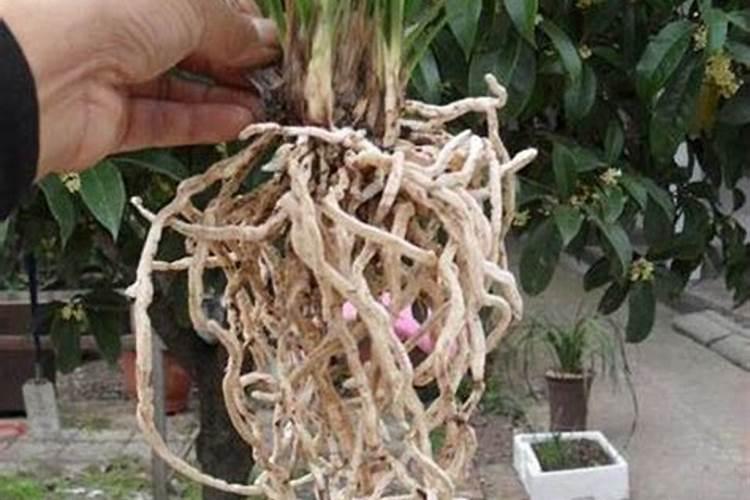 兰花用什么肥料最好