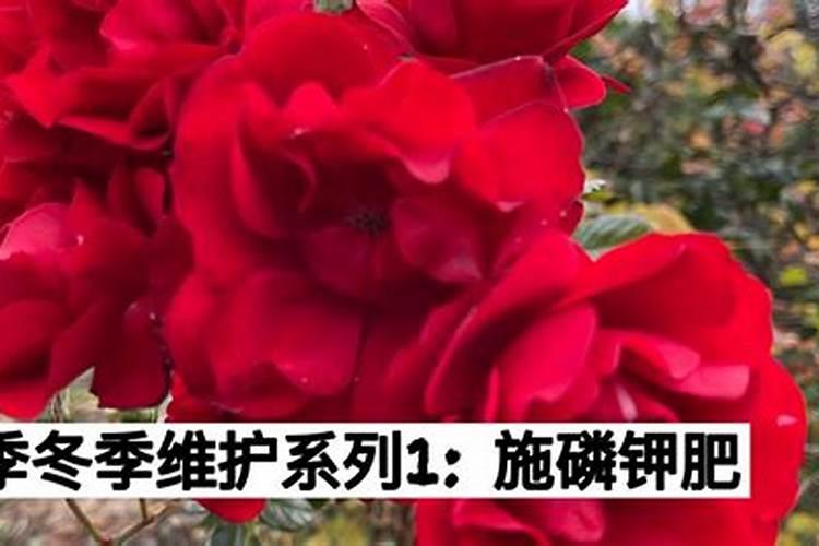 豆子煮熟后怎样发酵才能当肥料 可以当花肥吗