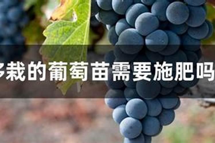 种葡萄施什么肥料