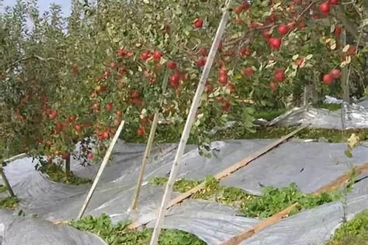 饼肥能促进果子早熟吗？
