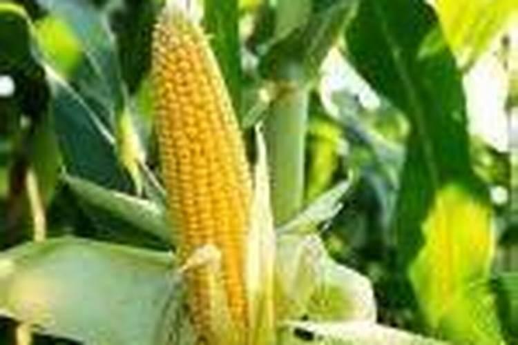 玉米什么时间施硼肥好