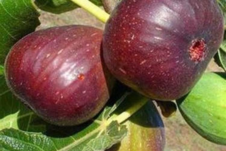 无花果用什么肥料
