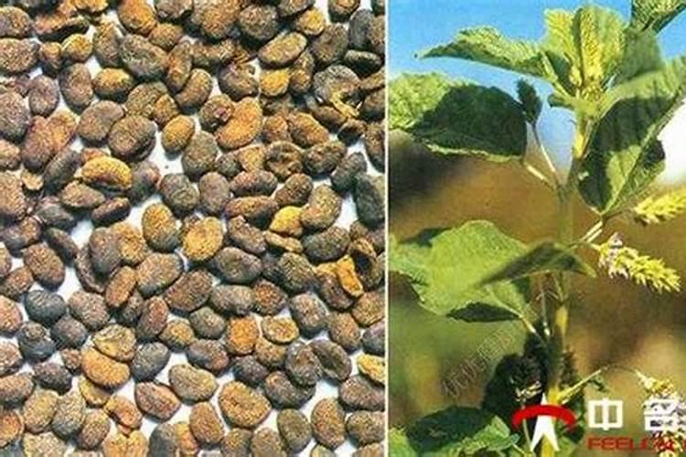 无花果用什么肥料最好