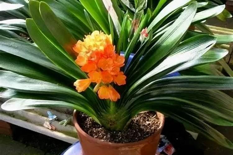 油菜什么时候施硼肥最好