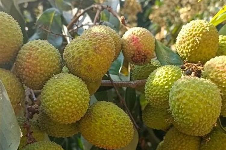 小黄姜种植时间