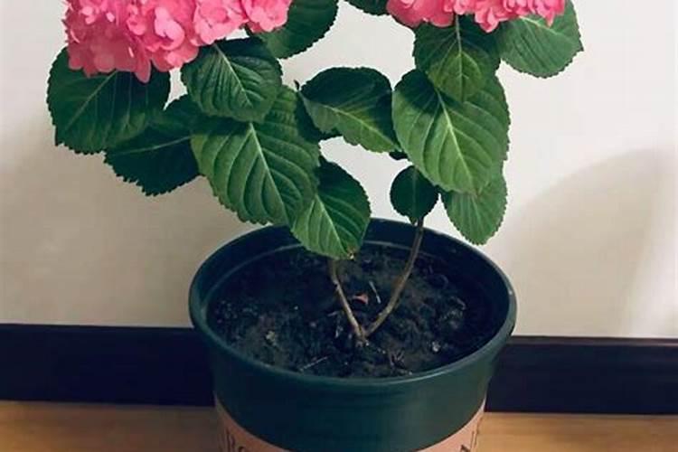 绣球花怎么养施什么肥 生长前期氮肥要多一些