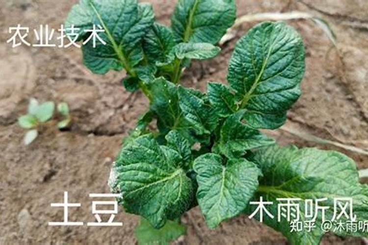 海棠怎么施肥:时间和方法