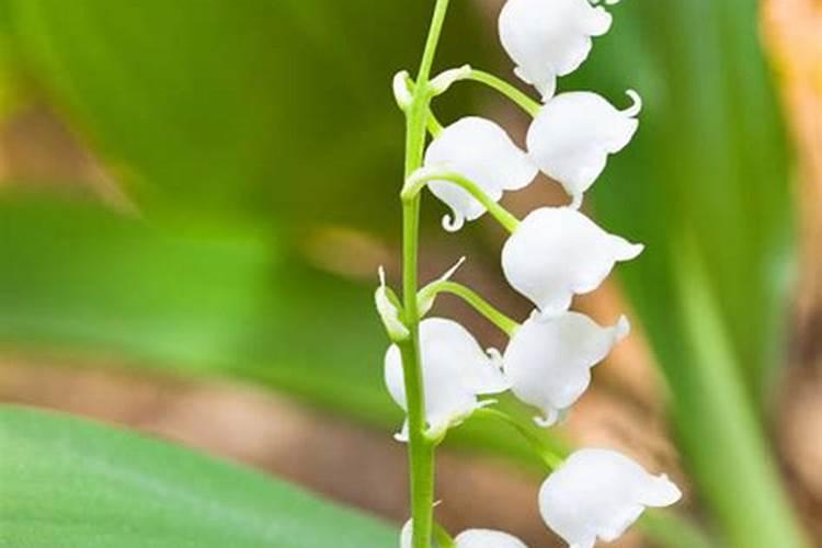 铃兰的施肥要求 铃兰的施肥要求是什么