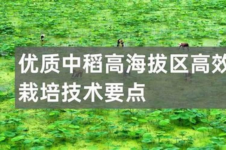 施肥水稻苗期怎么施肥
