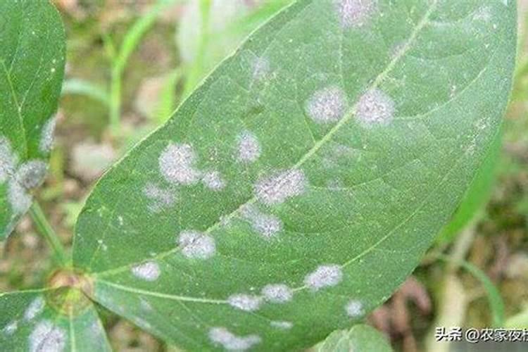 芹菜叶面肥用什么好 注意事项有哪些