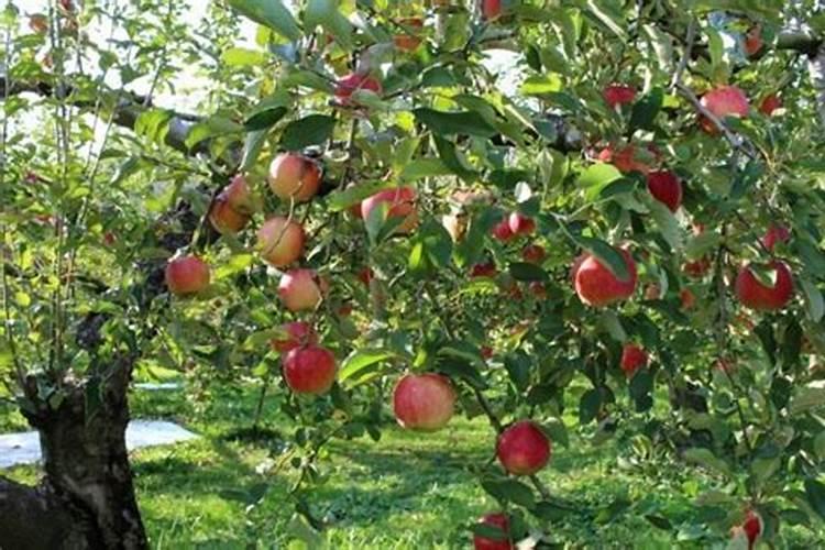 果树夏季施肥最佳时间是几月份