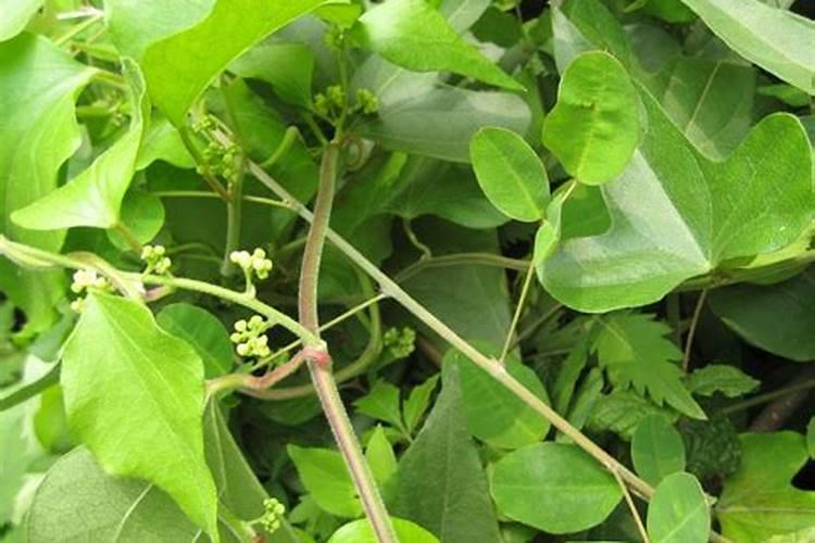 月季花会掉叶子吗(月季花掉叶子原因及养护技巧解析)