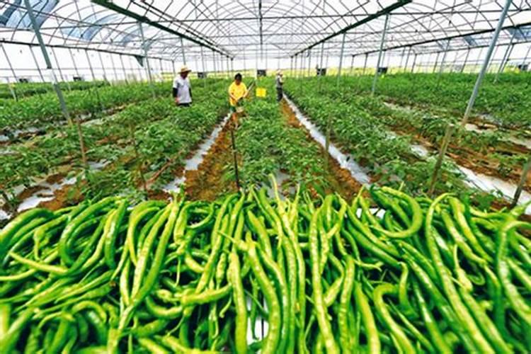 大棚辣椒保花保果大家都用什么啊？请教各位？