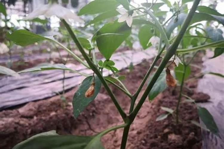 大棚种植辣椒,如何施肥,才能提高产量和质量？