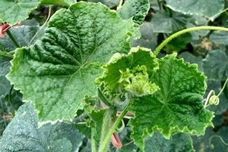 黄瓜追肥用什么肥料好？打什么叶面肥长的快？生根好的肥料？