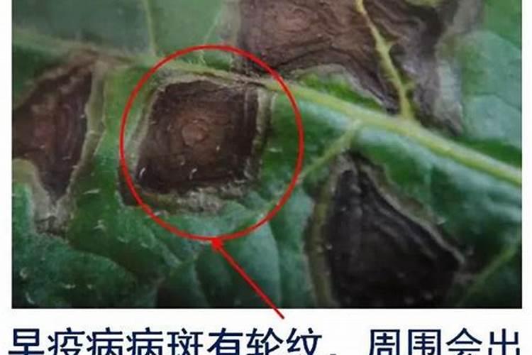 葡萄霜霉病怎样治疗