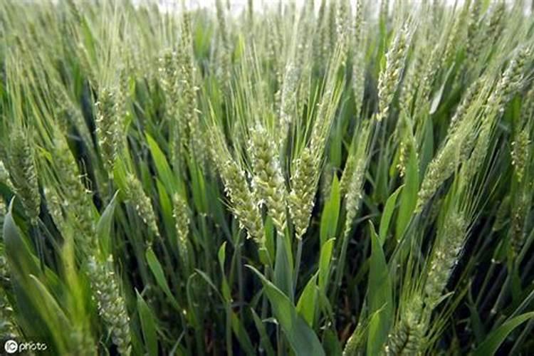 小麦抽穗扬花期能打药吗