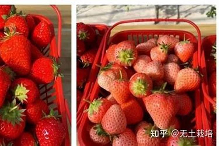 草莓各个时期的施肥方案 什么时候冲高磷肥