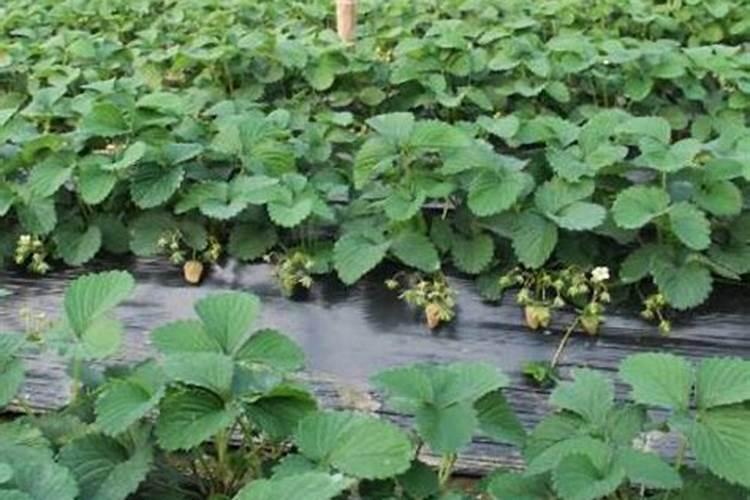土壤调理剂跟肥料有什么区别