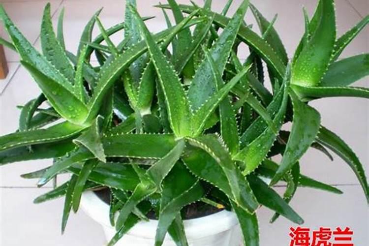 芦荟用什么肥料长得快