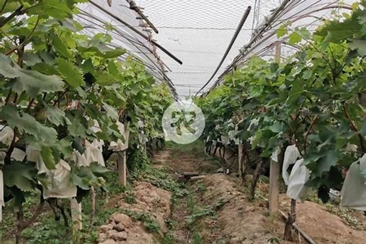 新栽葡萄树怎么施底肥最好？