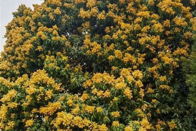 云南省什么地方小麦多,什么时候收割？