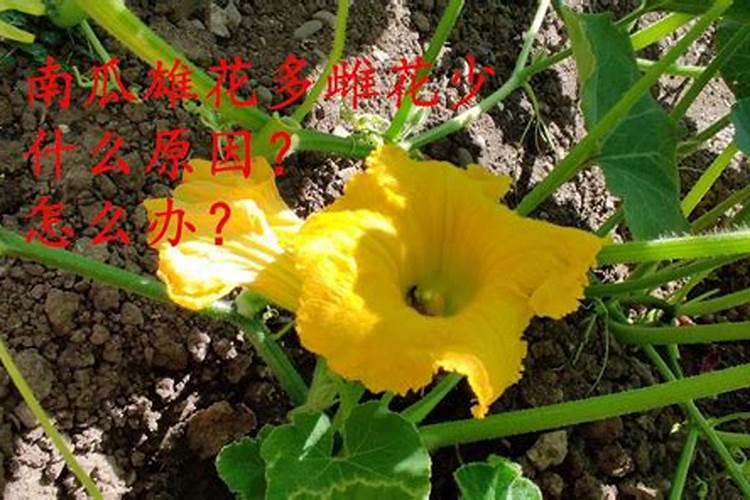 我种的南瓜为什么只开雄花