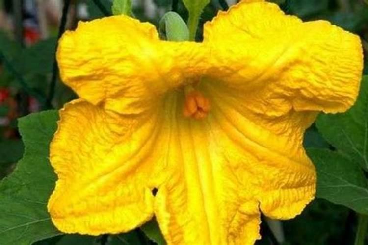 我种的南瓜为什么只开雄花