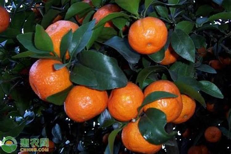种山药要用什么肥料种山药要用什么肥料？