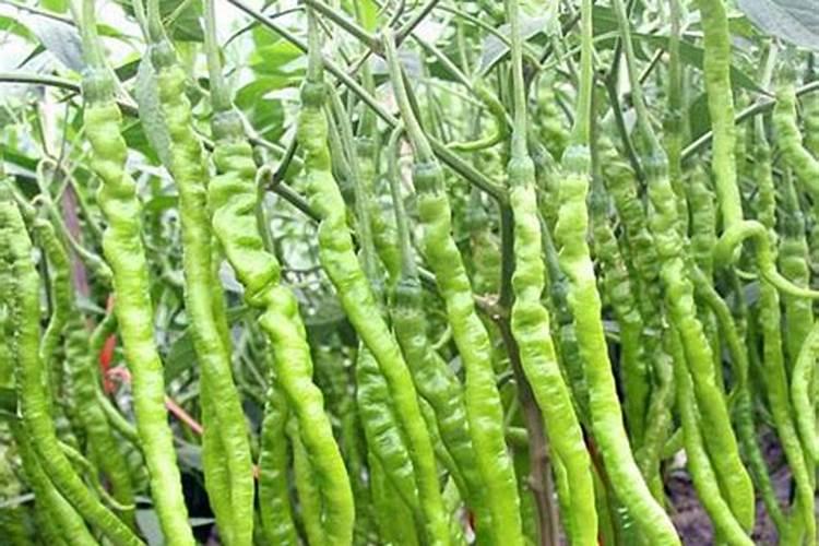 尖椒的种植广泛,尖椒种植技术要点是什么？