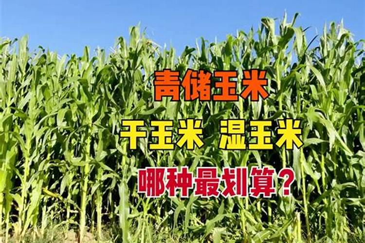 青储玉米需要什么肥料
