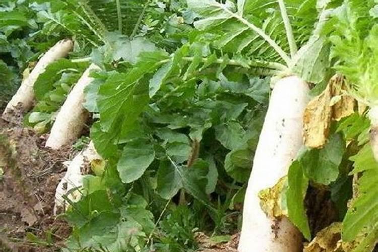 桃树什么时候施肥最好 桃树的施肥时间