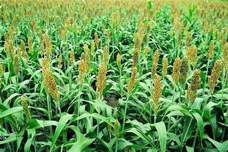 种植高粱怎么施肥方法