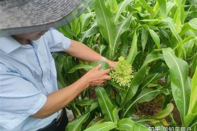 铁杂17高粱的种植密度