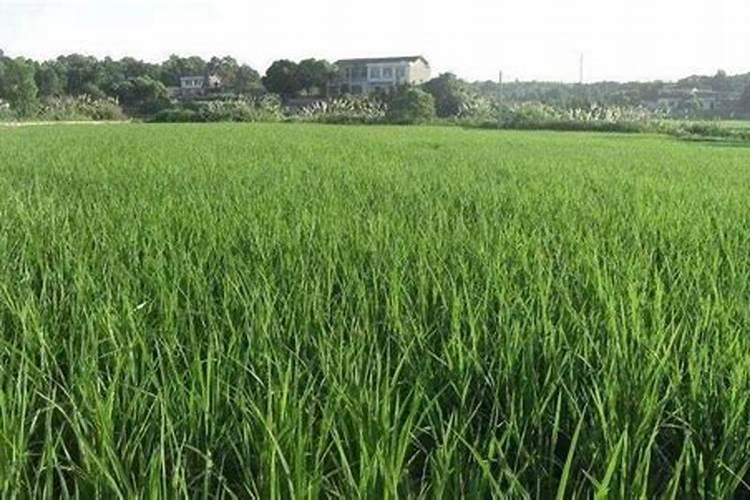 大量元素水溶肥和钙肥一起冲行吗