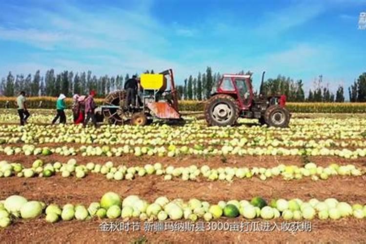 打瓜用什么肥料好