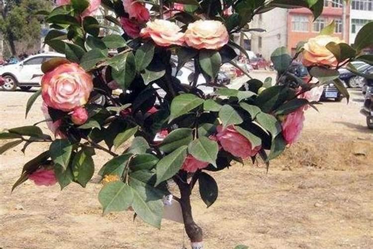 芸苔素内酯使用于水稻时候需要注意什么？