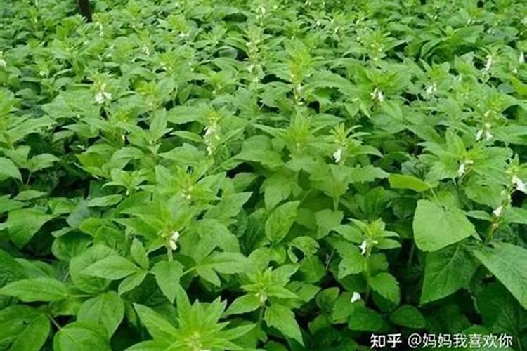 芝麻开花期间有哪些相关管理技巧？