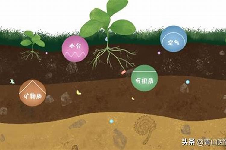 碱性土壤用什么肥料比较好