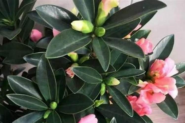 生姜种植用什么肥料最好